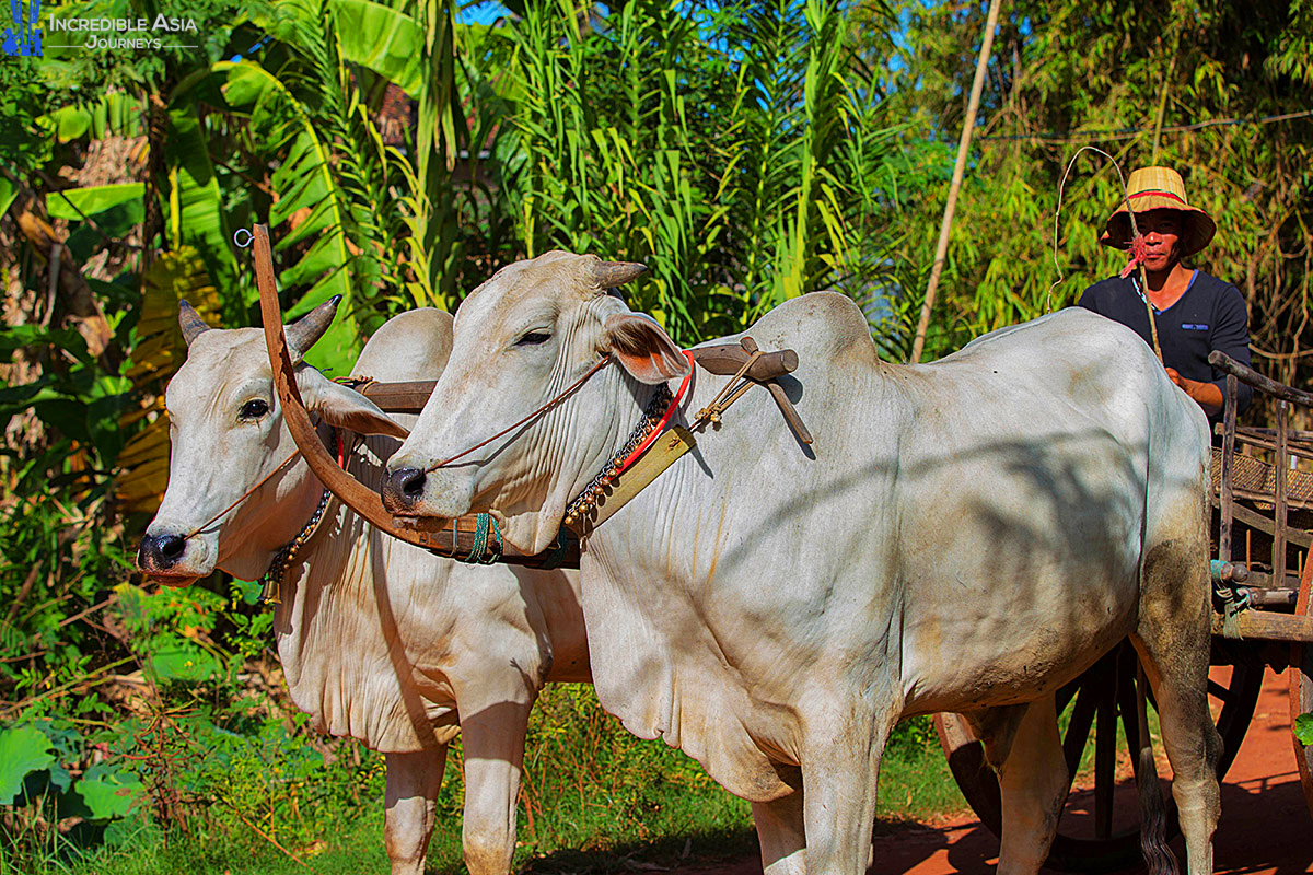 Oxcart in Siem Reap